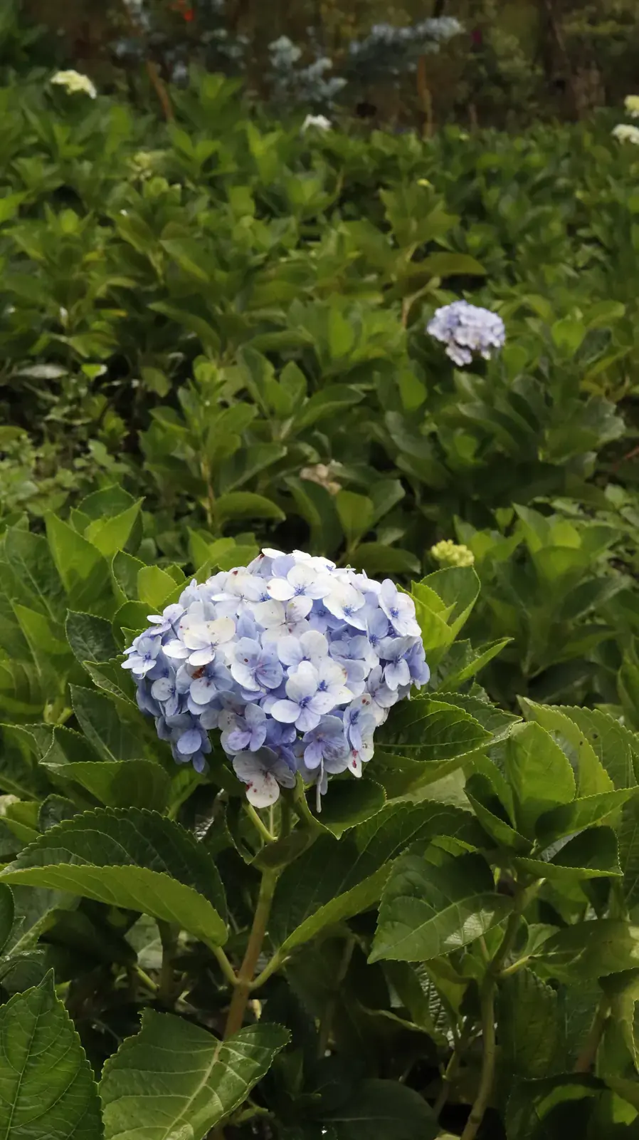 Đà Lạt --- photo 10