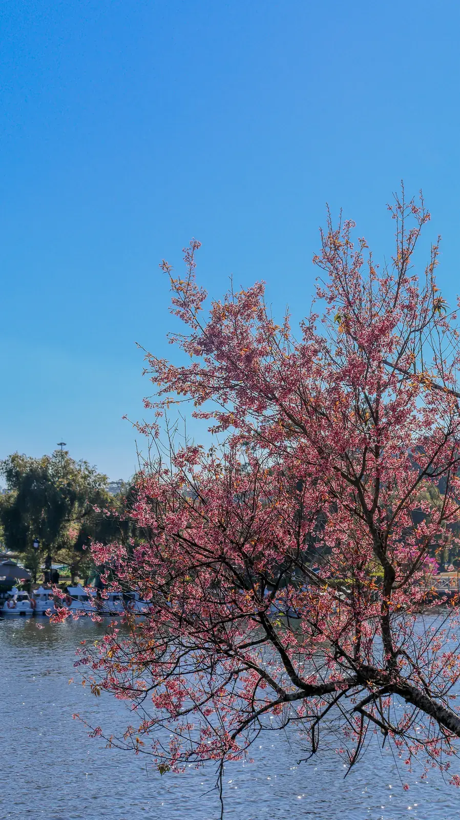 Đà Lạt --- photo 14